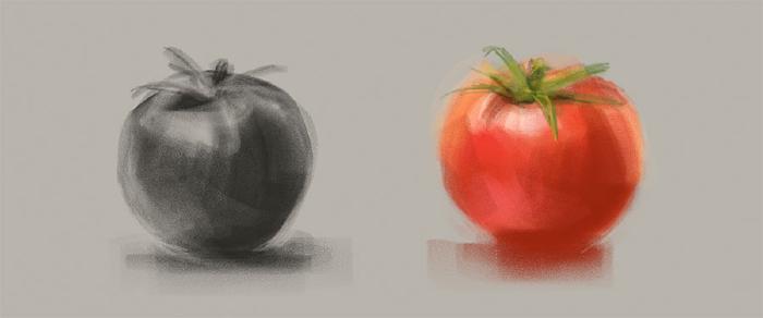 Pencil drawings of tomatoes shaded in grays and color on a warm gray background.