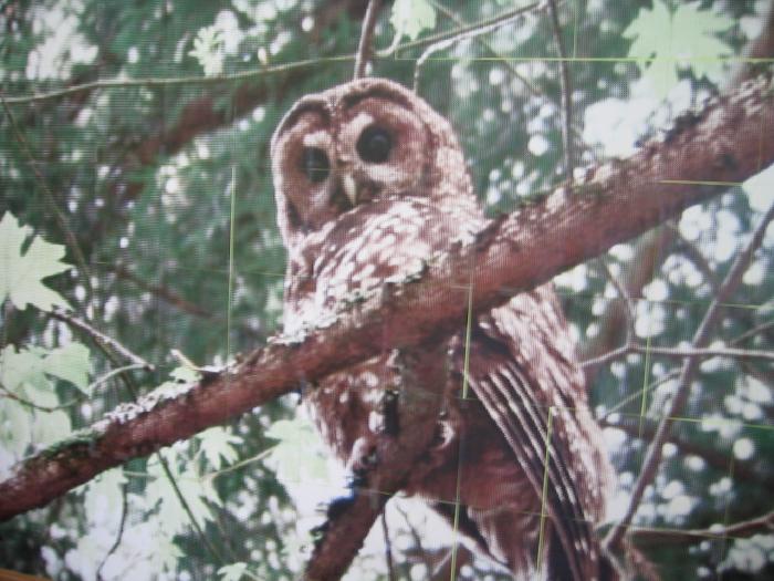 Complete rasterbated poster of an owl perched on a branch printed in color