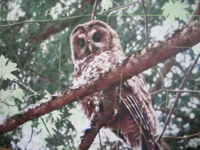 Complete rasterbated poster of an owl perched on a branch printed in color