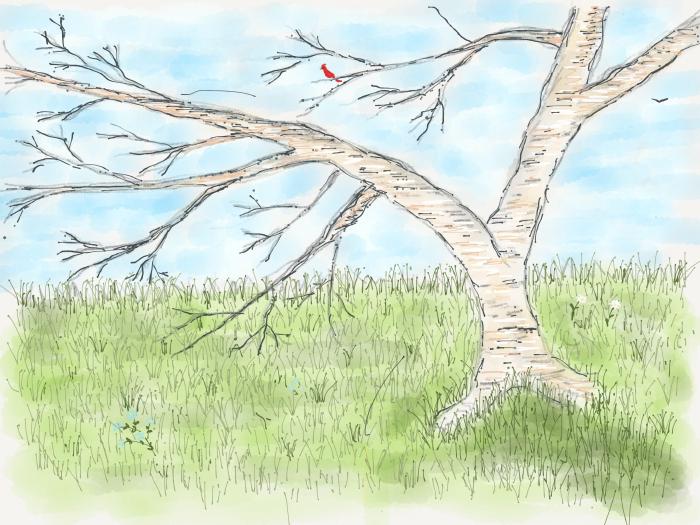 Paper for iOS tree drawing
